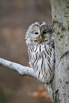 Hawk owl (Strix uralensis), adult