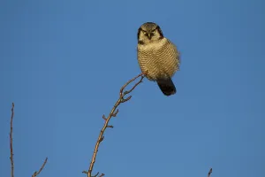 Hawk Owl (Surnia ulula), Saxony, Germany
