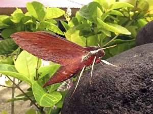 Hawkmoth (Sphingidae spec.) sitting on a rock