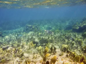 Hawksbill sea turtle in a atlantic coral reef