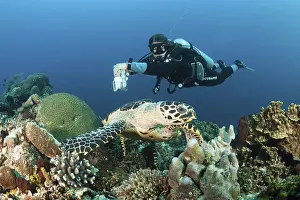 Hawksbill sea turtle and diver