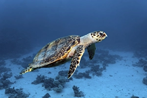 Hawksbill sea turtle (Eretmochelys imbricata)