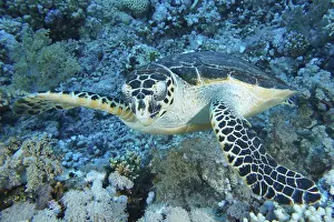 Hawksbill sea turtle (Eretmochelys imbricata)