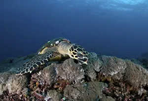 Hawksbill sea turtle (Eretmochelys imbricata)
