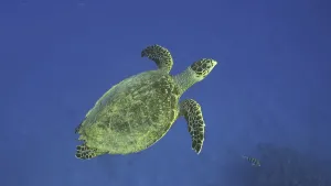 Hawksbill Sea Turtle (Eretmochelys imbricata) or Bissa swims up in the blue Ocean