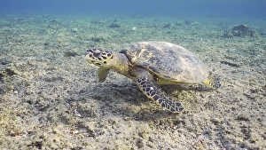Hawksbill Sea Turtle (Eretmochelys imbricata) or Bissa swims over of coral reef
