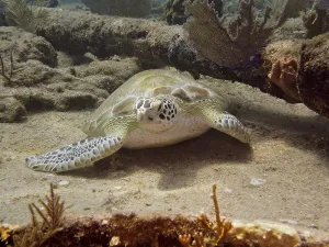 A Hawksbill sea turtle (Eretmochelys imbricata imbricata)