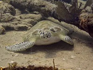 Hawksbill sea turtle (Eretmochelys imbricata imbricata) resting quietly on the sand