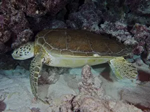Hawksbill sea turtle (Eretmochelys imbricata imbricata) resting on the seabed at night next to corals and rocks