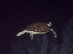 A Hawksbill sea turtle (Eretmochelys imbricata imbricata) swims in a dark marine environment