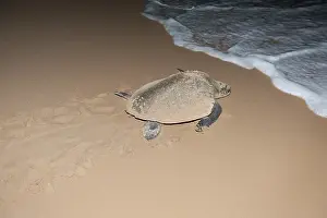 Hawksbill sea turtle (Eretmochelys imbricata) leaving the beach after having laid its eggs