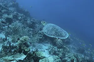 Hawksbill sea turtle (Eretmochelys imbricata) swim over coral reef