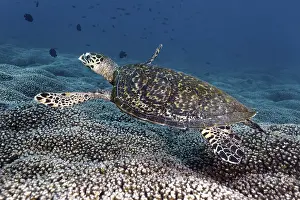Hawksbill Sea Turtle (Eretmochelys imbricata) swimming over a coral reef