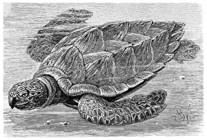 Hawksbill turtle (Chelone imbricata)