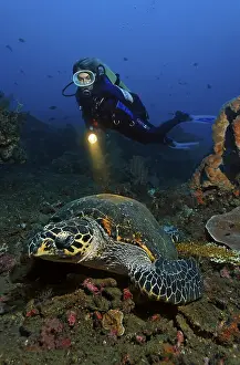 Hawksbill Turtle (Eretmochelys imbricata)