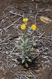 Hawkweed (Hieracium sp.)