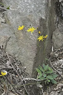 Hawkweed species (Hieracium sp.)