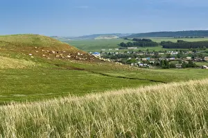 Hay grass grows in a field as a herd of village cows and sheep move in the background