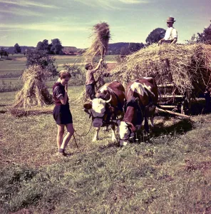 Hay harvest, hay wagon with cows