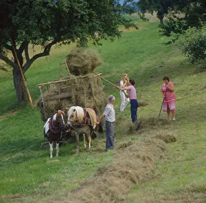 Hay harvest, Michelstadt, Odenwald