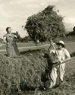 Hay reloading by hand, historical photograph