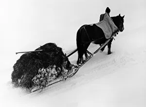 Hay work with horse and sledge