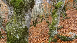 Hayedo de la Pedrosa Natural Protected Area
