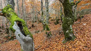 Hayedo de la Pedrosa Natural Protected Area