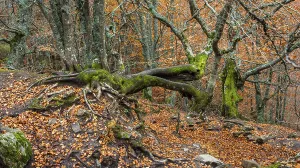 Hayedo de la Pedrosa Natural Protected Area