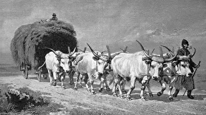 Haymaking in 1895 with a six-horse ox team