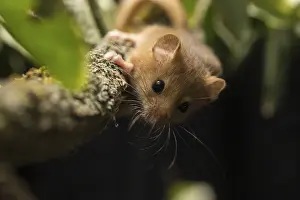 Hazel dormouse (Muscardinus avellanarius)