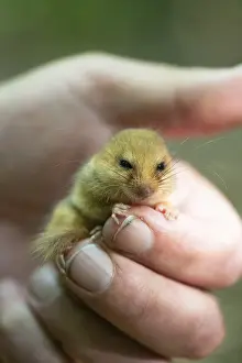 Hazel dormouse (Muscardinus avellanarius)