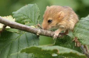 Hazel Dormouse (Muscardinus avellanarius), pup