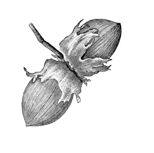 Hazelnuts, historical illustration