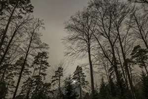 A hazy forest scene in Switzerland