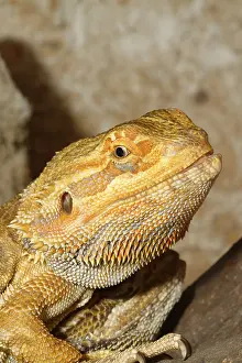 Detail of the head of agama in a terrarium