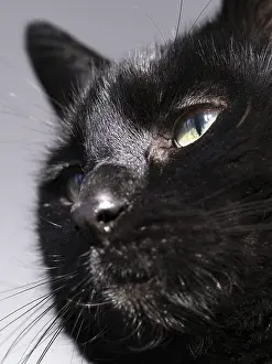 Head of a black felidae (Felis catus)
