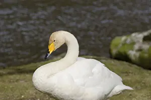 Head and body of a Whooper Swan