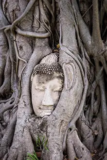 Head of a Buddha statue embraced by the roots of a strangler fig in Wat Mahatat