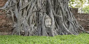 Head of a Buddha statue, grown in roots