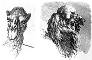 Head of a camel of the Turkic peoples in Central Asia, long hair, bridle, travelling in Asia, Turkestan or Turkistan, historical illustration 1887