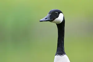 Head of a Canada goose