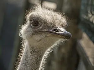 Head of a common ostrich, Struthio camelus