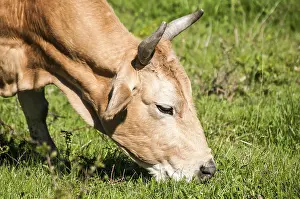 Head of cow grazing on green meadow