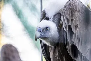 Head of griffon vulture (Gyps fulvus)