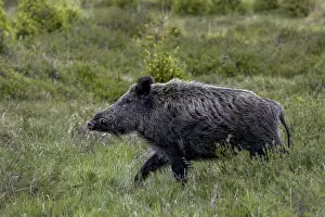 With its head held high, the boar boar (Sus scrofa) passes by me
