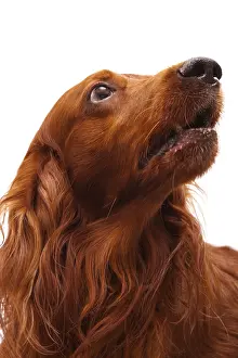 Head of the irish setter on a white background
