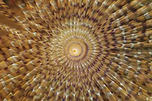 Head of a Mediterranean fanworm (Sabella spallanzanii)