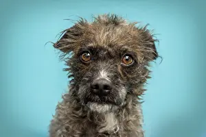 Head portrait of a cute bossipoo dog in front of blue studio background
