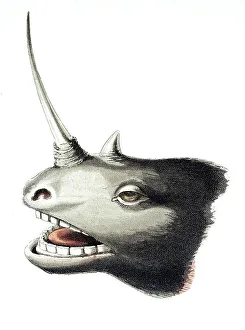 The head of a rhinoceros with overgrown horn